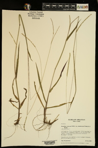 Paspalum setaceum var. stramineum image