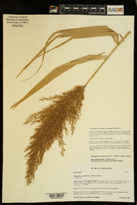 Phragmites australis subsp. australis image