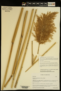 Phragmites australis subsp. australis image