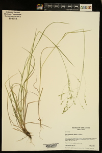 Poa autumnalis image