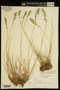 Poa bulbosa subsp. vivipara image