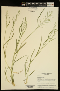 Poa sylvestris image