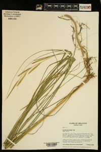 Spartina pectinata image