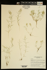 Eragrostis hypnoides image