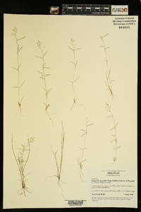 Eragrostis hypnoides image