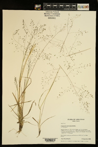 Eragrostis intermedia image