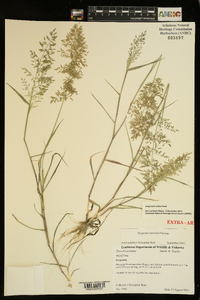 Eragrostis minor image