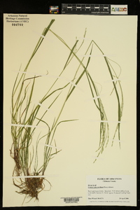 Festuca subverticillata image