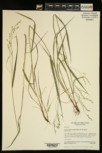 Festuca subverticillata image