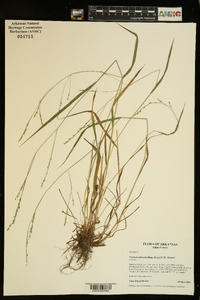 Festuca subverticillata image