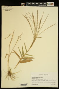 Gymnopogon ambiguus image