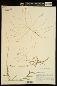 Gymnopogon brevifolius image