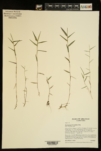 Gymnopogon brevifolius image