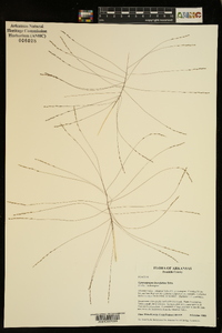 Gymnopogon brevifolius image