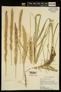 Imperata cylindrica image