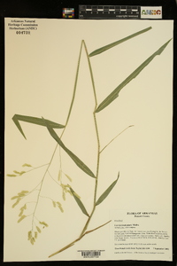 Leersia lenticularis image