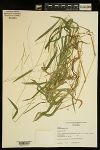 Leersia virginica image