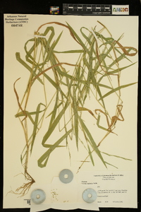 Leersia virginica image