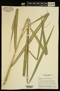 Miscanthus sacchariflorus image