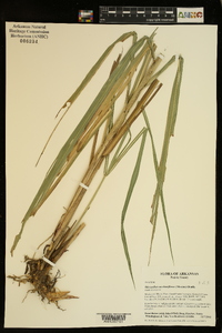 Miscanthus sacchariflorus image