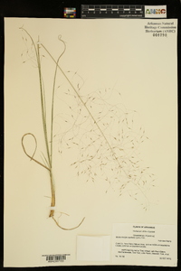 Muhlenbergia capillaris image