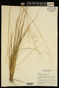 Muhlenbergia capillaris image