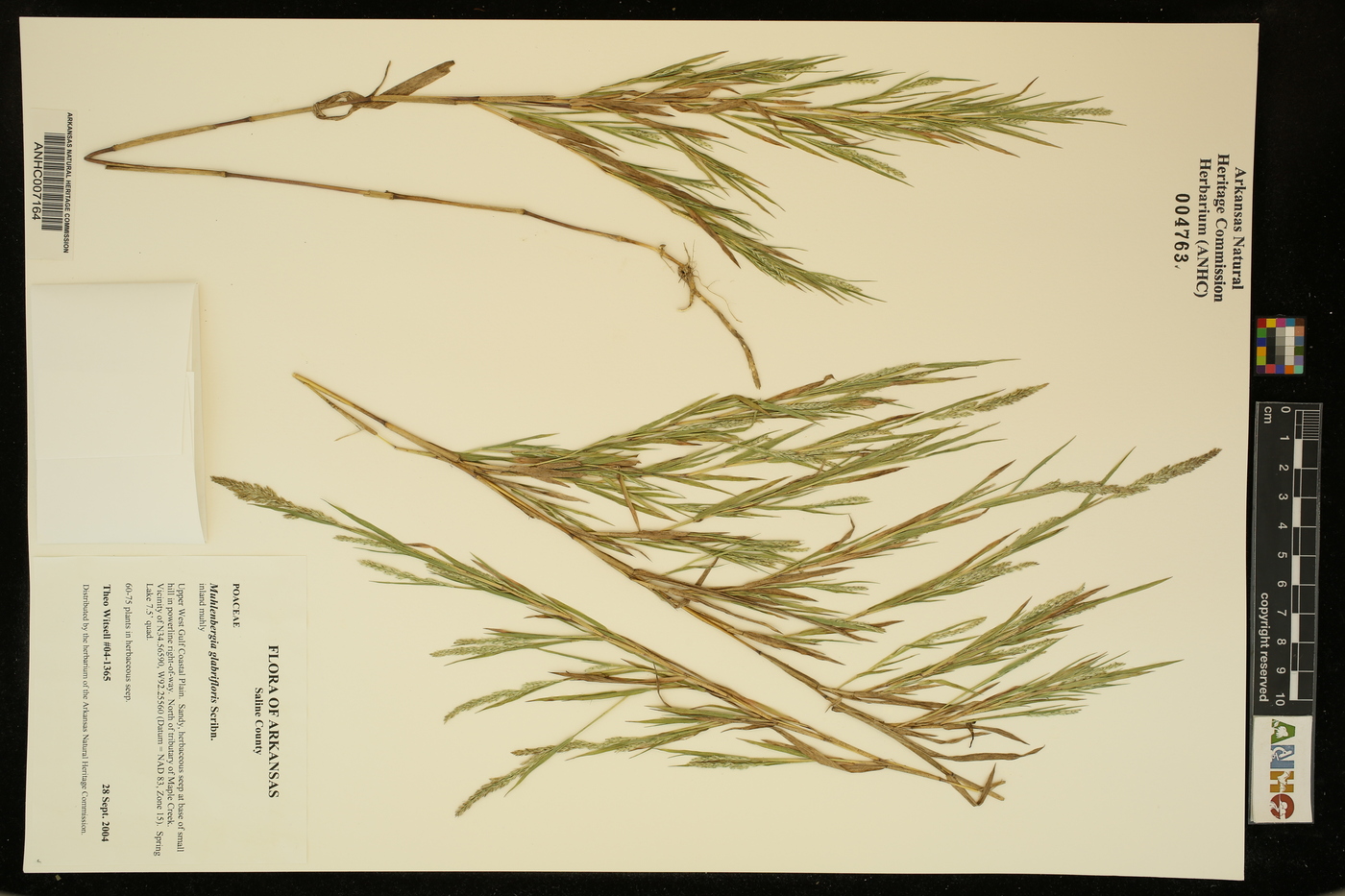 Muhlenbergia glabrifloris image