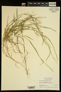 Muhlenbergia schreberi image