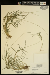 Muhlenbergia schreberi image