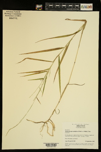 Muhlenbergia sobolifera image