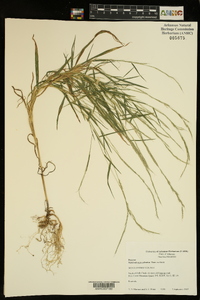 Muhlenbergia sylvatica image