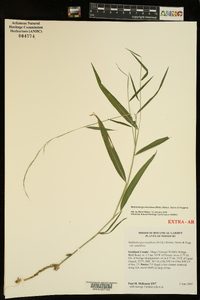 Muhlenbergia tenuiflora image