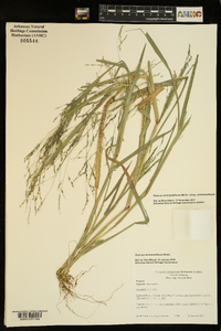 Panicum dichotomiflorum subsp. dichotomiflorum image