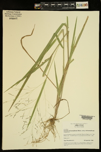 Panicum dichotomiflorum subsp. dichotomiflorum image