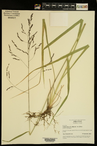 Tridens flavus var. flavus image