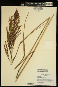 Tridens muticus var. elongatus image