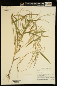 Urochloa platyphylla image