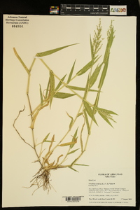 Urochloa ramosa image