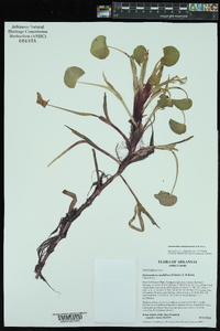 Heteranthera multiflora image