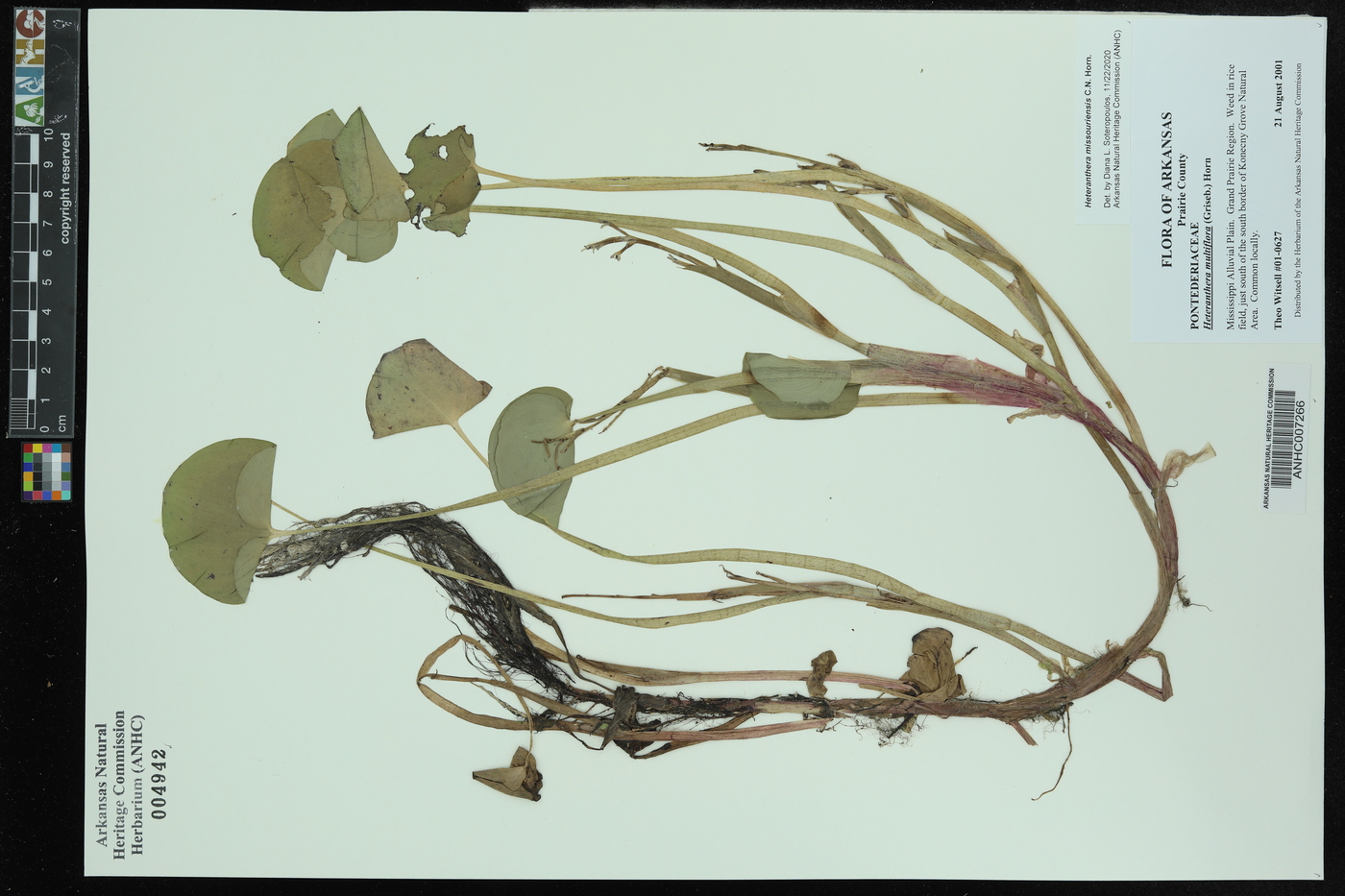 Heteranthera multiflora image