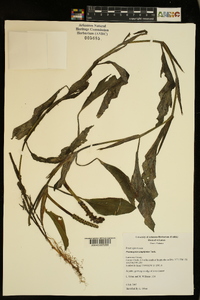 Potamogeton amplifolius image