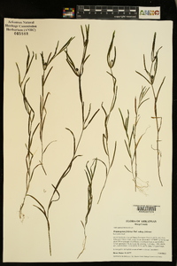 Potamogeton foliosus subsp. foliosus image