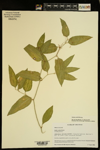 Smilax smallii image