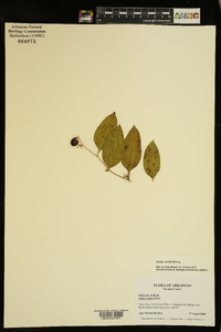 Smilax smallii image