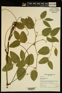 Smilax smallii image