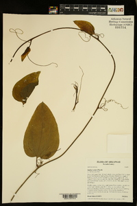 Smilax walteri image