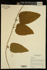 Smilax walteri image