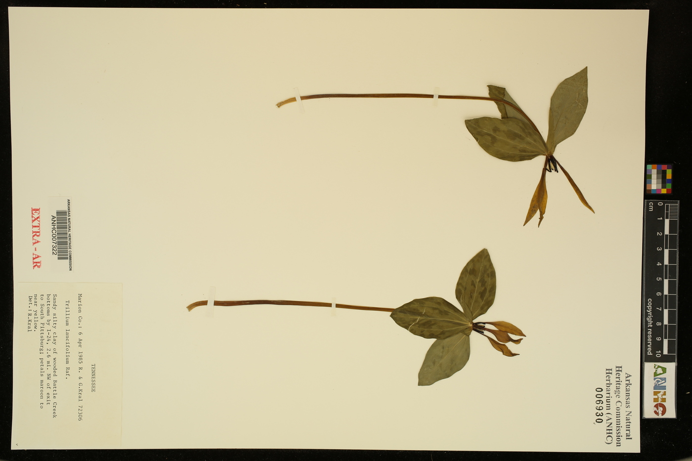 Trillium lancifolium image