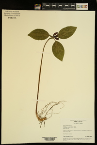 Trillium recurvatum image