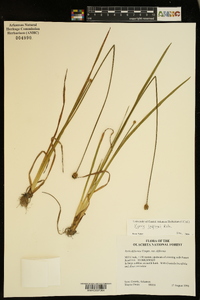 Xyris jupicai image